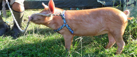 Wiggy, the tamworth piggy at Fishers Farm